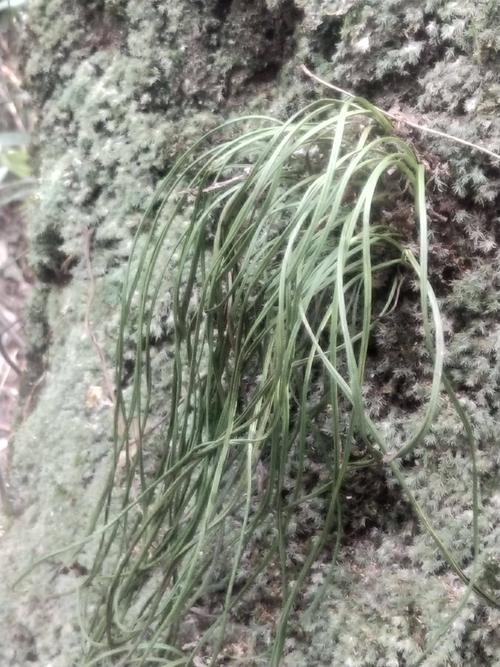 岩黄连 小叶化石草,大叶化石草