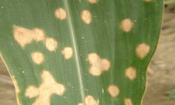 7,玉米圆斑病 玉米圆斑病的特征主要是叶片上有黄褐色圆斑,籽粒和穗轴