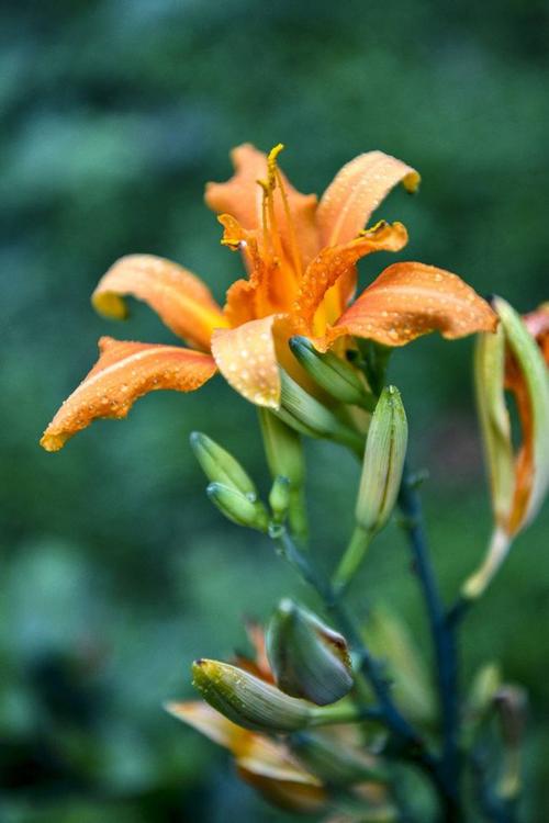 母亲之花萱草花