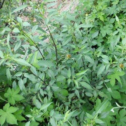 鬼针草生性强健,植株高大,会挡住其他植物的阳光. 10.构树