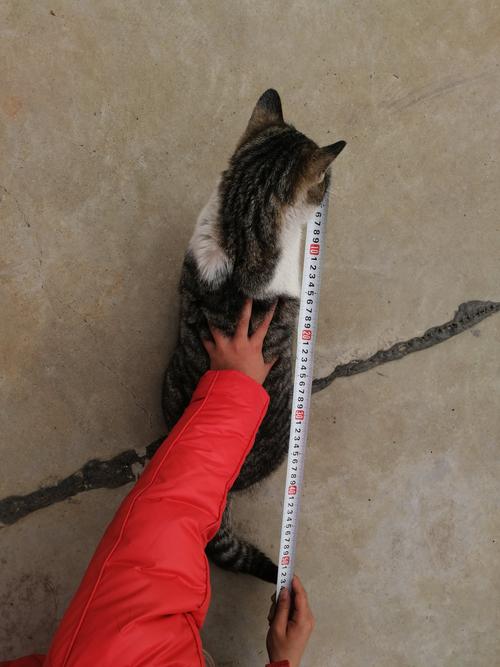 一米到底有多长?