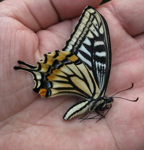 春暖花开,各色春型蝴蝶华丽羽化_凤蝶