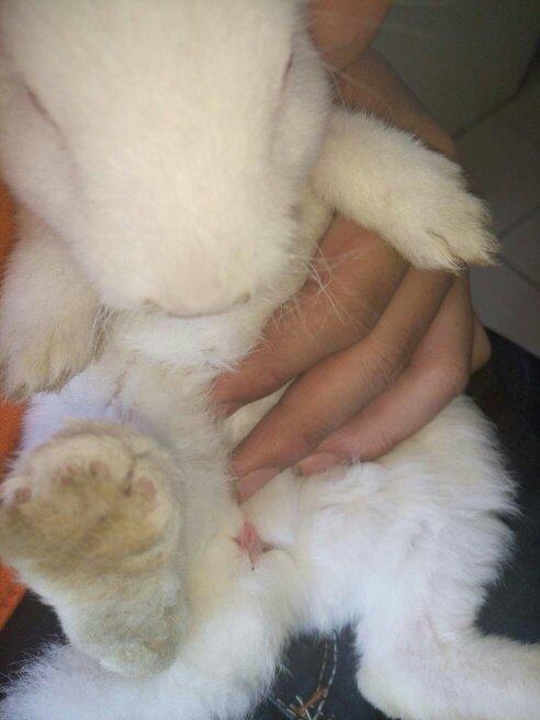 当四个月左右或者更大的时候,公兔在大腿根部就会发育出蛋蛋,非常