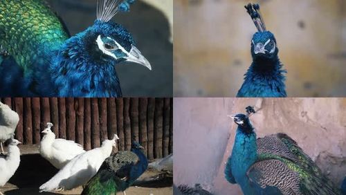 兰孔雀白孔雀4k