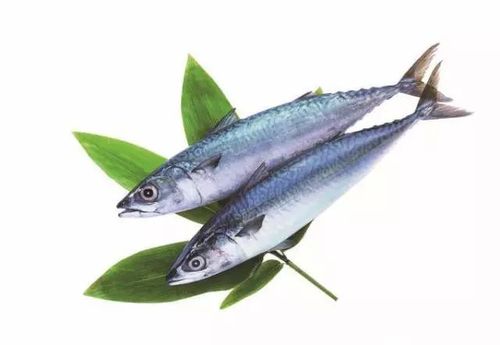 其中鲅鱼中的"六耳猕猴"就是——鲐鱼! 什么? 不知道什么是鲐鱼?