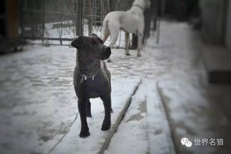 中外猎犬欣赏