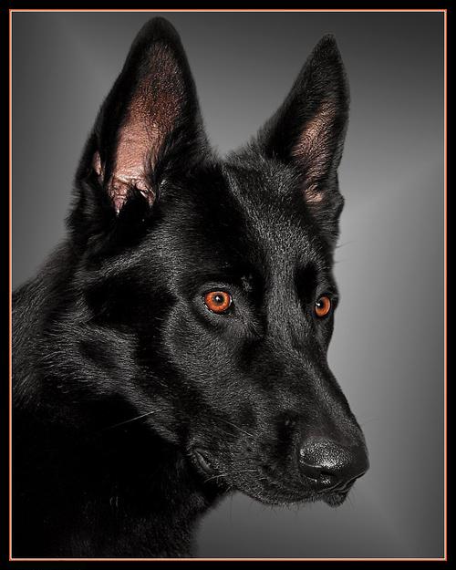 黑犬