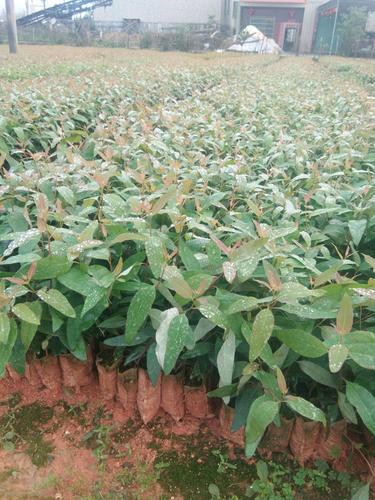 [桉树苗批发]大量广9 . 26. 29桉树苗出售价格0.7元/棵 - 惠农网