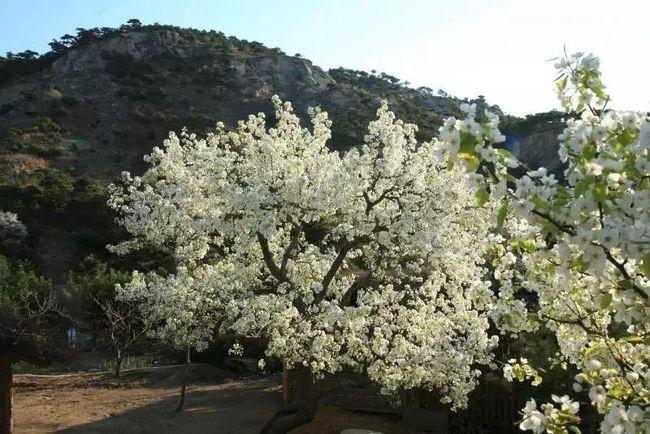 "一树梨花压海棠"北京哪里的梨花和海棠最美?