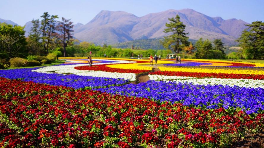 眺望之丘: 这一季,三色堇是最早开始缤纷满园的