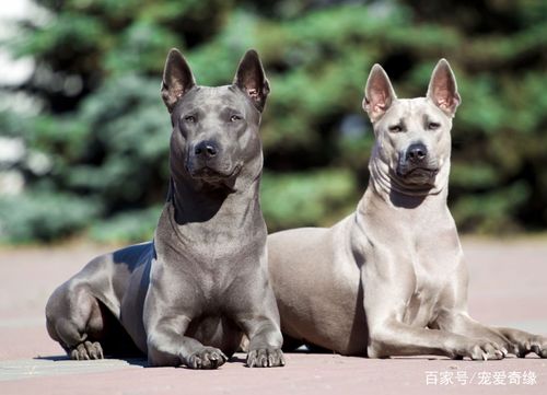 最为出名的3种犬就是中国的藏獒和日本的土佐犬,还有巴基斯坦的库达犬