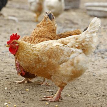 云依禾农庄京东plus会员三黄走地鸡700g