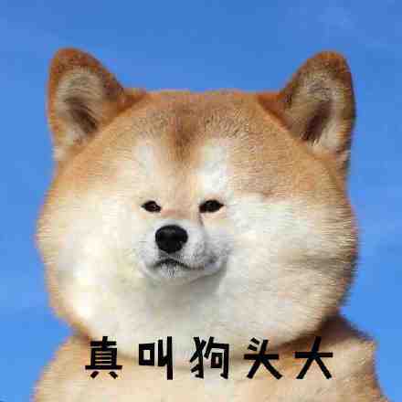 猛狗表情包阿柴真的是表情丰富的小狗狗存图记得扣1呦