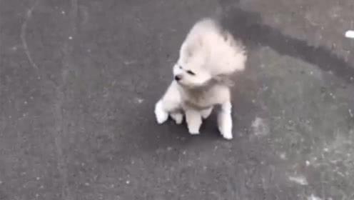 风中凌乱的狗子,像极了被生活所迫的我