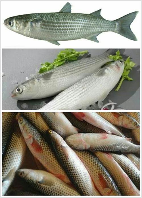 尖头(梭鲻鱼)浅海鱼
