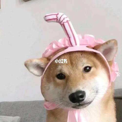 狗子头像_头像_头像分享_素材_头像