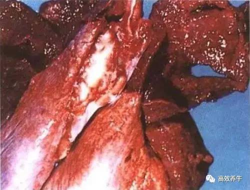 败血型牛出败主要呈全身性急性败血症变化,内脏器官出血,在浆膜与