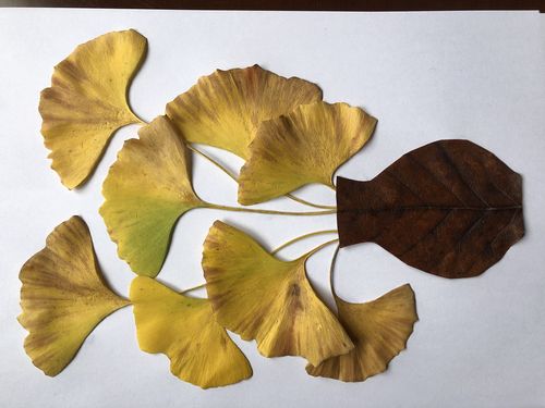 银杏叶的故事一一贴画集汇