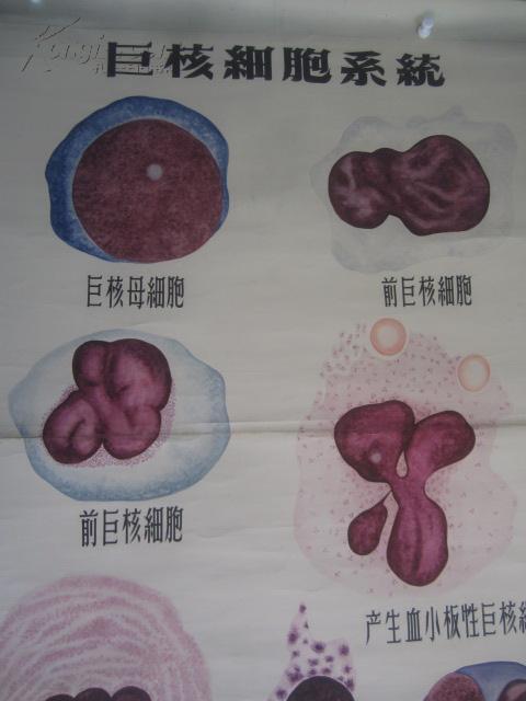 5-60年代 手绘 山东医学院挂图一张 巨核细胞系统 尺寸149*103厘米
