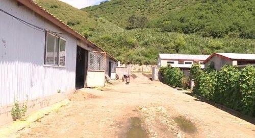 西丰县安民镇泉河村发展梅花鹿养殖促进乡村振兴