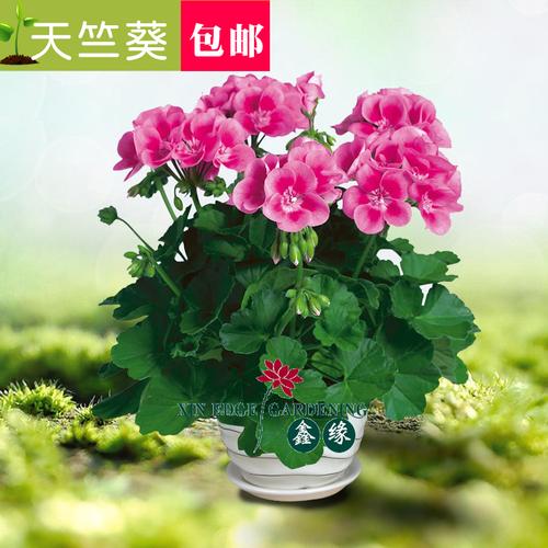 限时抢购24种天竺葵苗 天使之眼 蝴蝶天竺葵花苗 大花天竺葵花苗