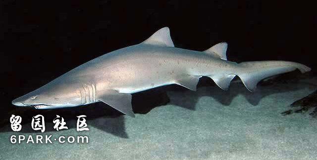 海王里的神奇动物沧龙当坐骑锥齿鲨护法