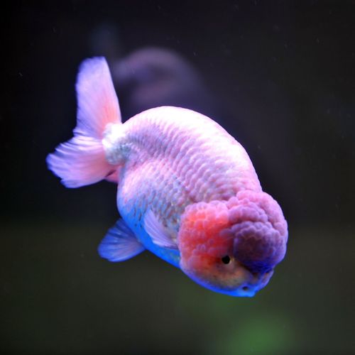 中国金鱼的精品,在这!