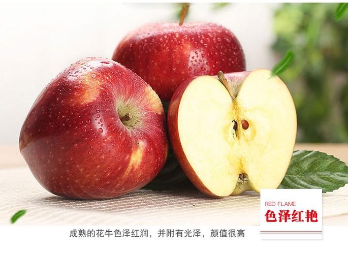 甘肃礼县花牛苹果现摘现发国产红蛇果新鲜粉面香甜苹果5斤/10斤