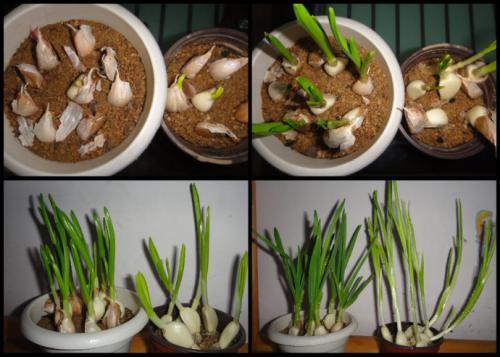 蒜苗的成长记录