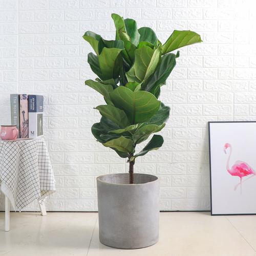 购客琴叶榕北欧style大叶橡皮榕客厅大型植物绿植花卉盆栽琴叶蓉吸