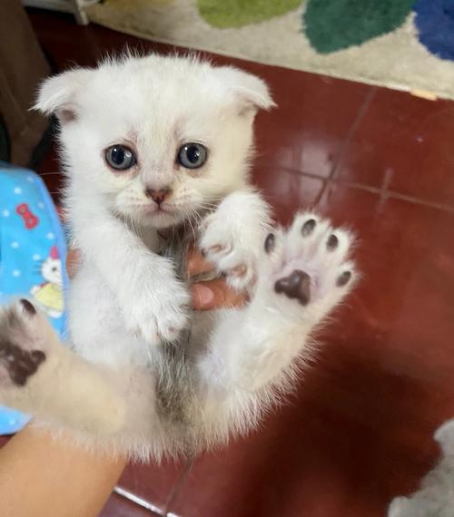 求助大神帮忙看看这个小猫咪是折耳猫吗