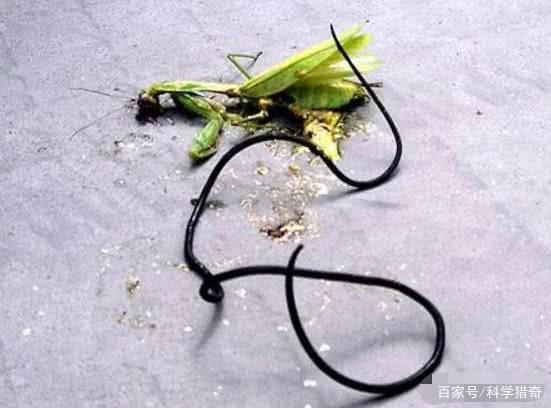 为什么螳螂体内会有铁线虫?它对螳螂有什么危害?