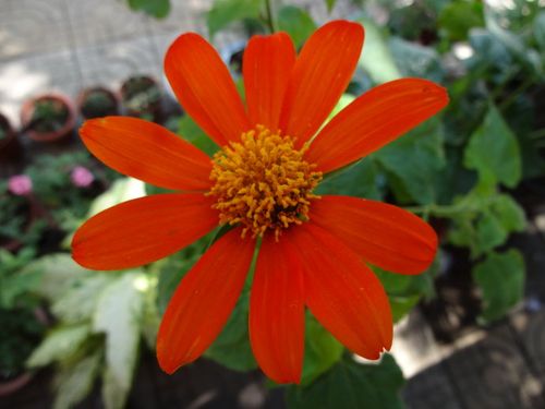 像形花卉(五)墨西哥向日葵