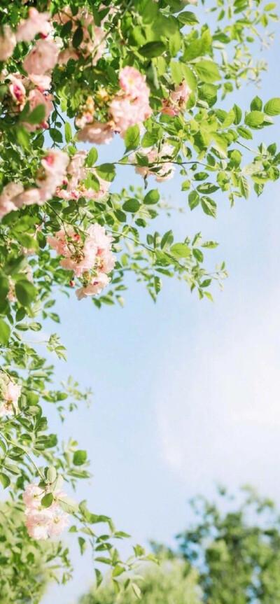 超高清清新 - 堆糖,美图壁纸兴趣社区