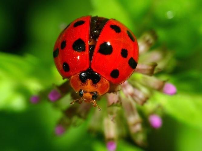 瓢虫的种类瓢虫一共有多少种