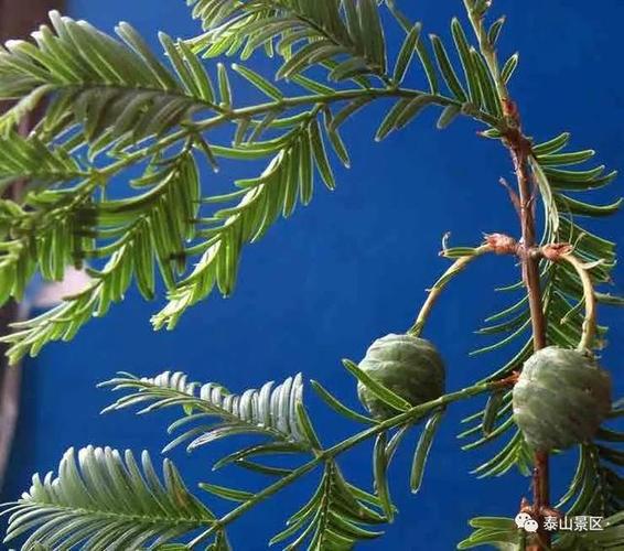【泰山木本植物科普】——水杉|球果|顶端|球形|_网易