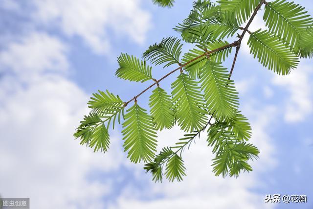 水杉植物界活化石做成盆景漂亮极了几十块就能买一盆