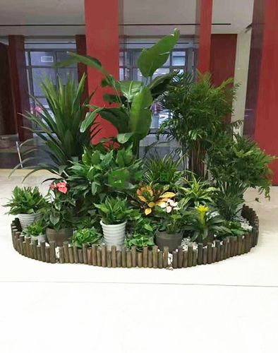 写字楼通道绿植落地盆栽组合4