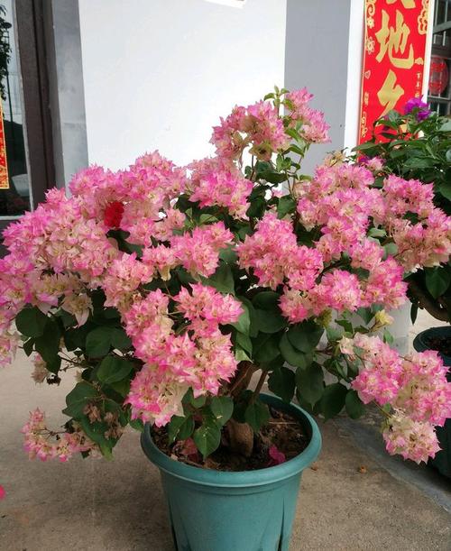 阳台党爱养的重瓣三角梅怡锦花团锦簇花色美艳三季有花看