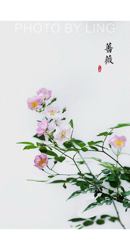 蔷薇花 · 好光阴