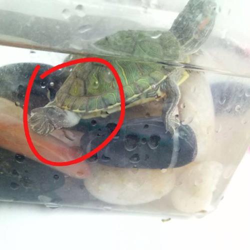 我的乌龟这是腐皮病还是脱皮?