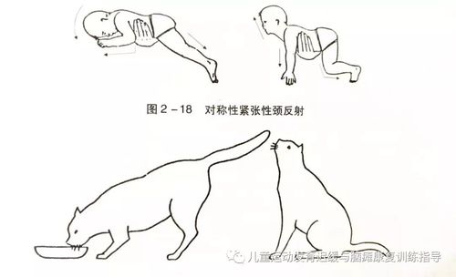 (2)缺乏身体左右的协调性,虽然已具备必需条件中的(1),(2),但患儿四爬