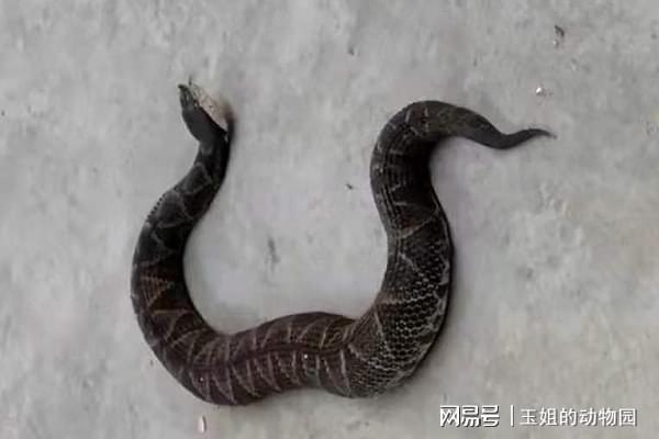 毒性一般伤害极高五步蛇究竟多恐怖被咬后切除伤口真的可行吗