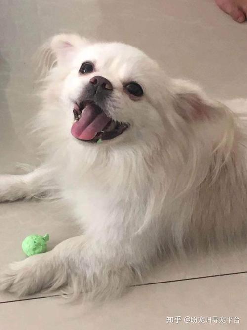 河北省保定市六道口嘉会园小区寻找白色公蝴蝶犬串