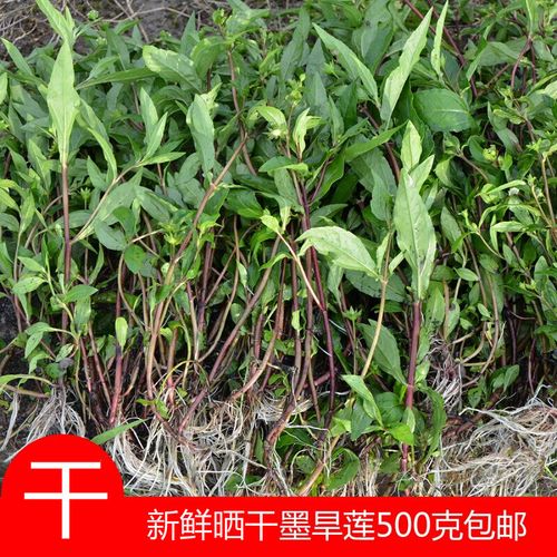 原生干货旱墨莲草 现采旱莲草墨水草乌心草 农村山货草药500g