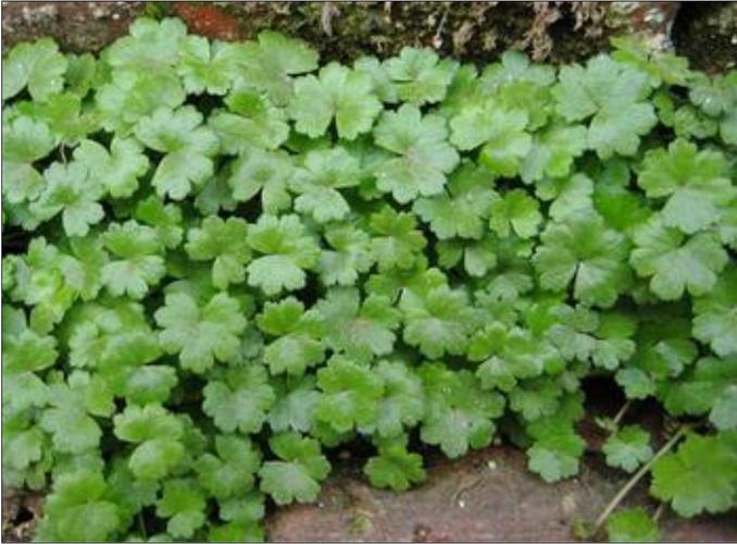 为伞形科天胡荽属植物肾叶天胡荽( i>hydrocotyle wilfordi /i> maxim