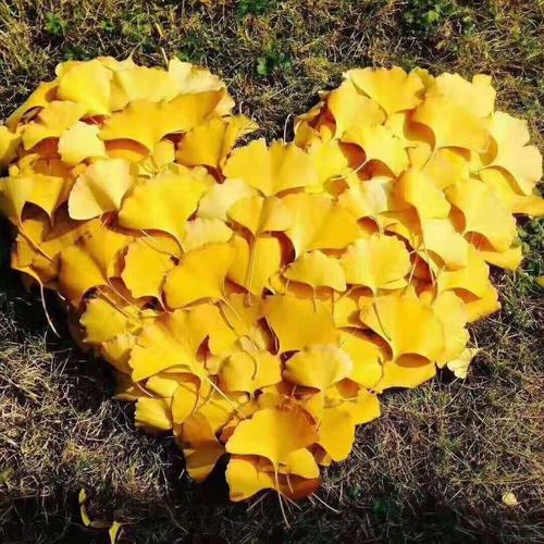 浪漫的外婆 更是把金黄的银杏叶 叠成了爱心的图案