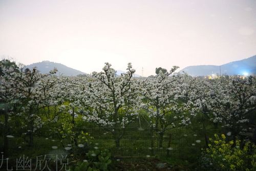 苏州树山梨花节