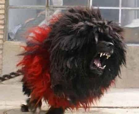 世界仅存一只将灭绝的藏獒之王鬼獒王