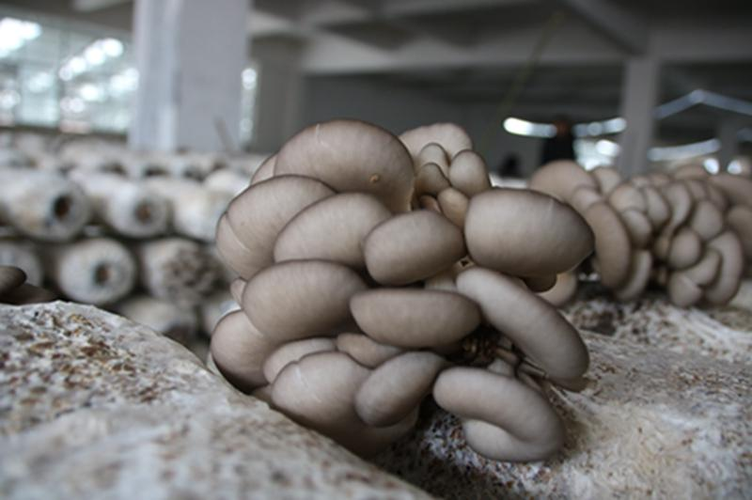 河西区常规食用菌价格「志达园艺场供应」 - 河北电视台企业资讯